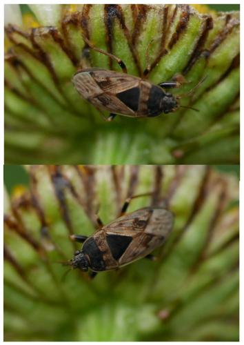 Réf. 192 557 : Trapezonotus ullrichi